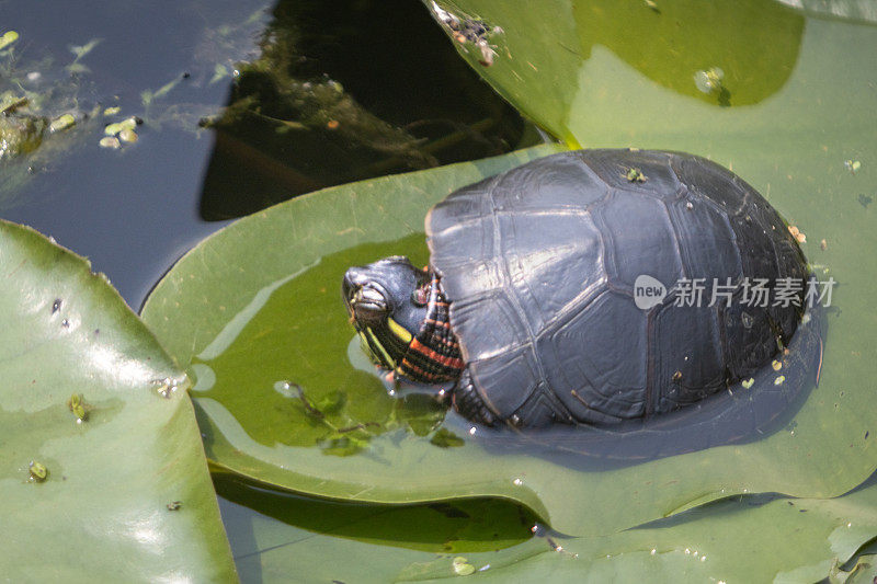 彩龟(Chrysemys picta)，彩龟。